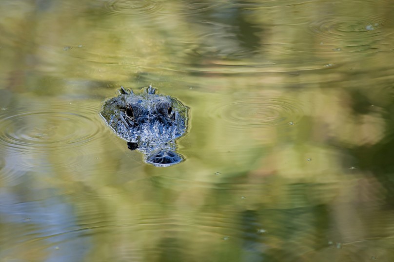 Alligator in Bayou